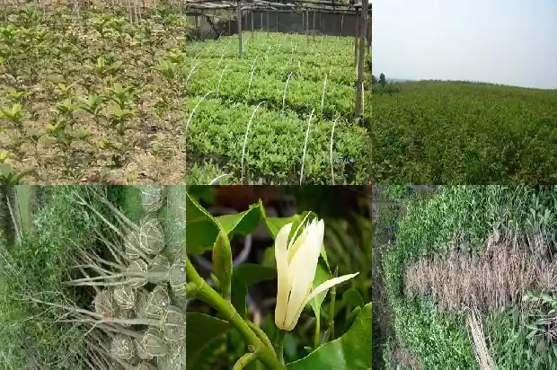 桂花啥时候修剪1682988521045