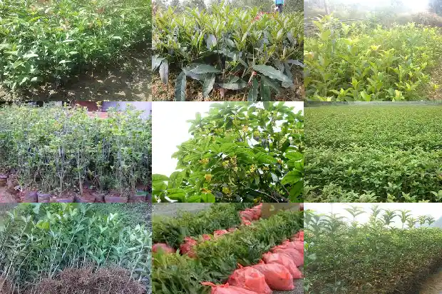 桂花树根部发白1682988585028