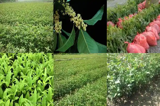 成都桂花树的价格表1689640230305