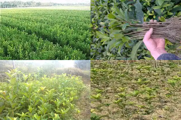 桂花树根部发白1682988585123