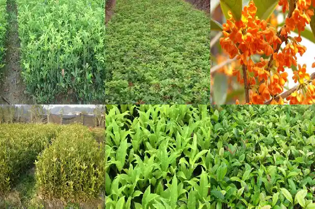 桂花树枝长有白色东西1682988615789