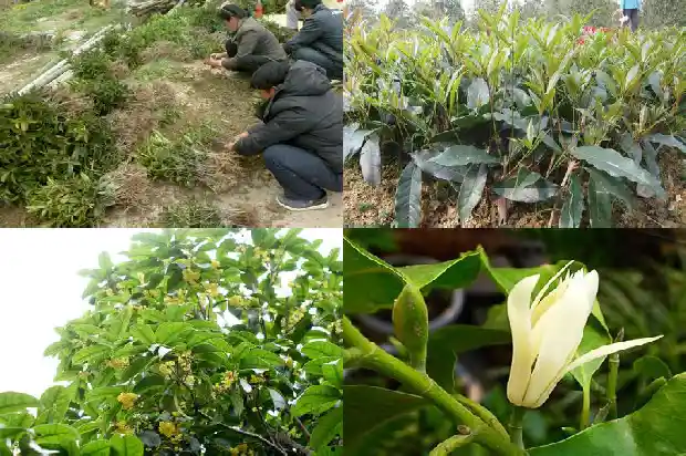 桂花树枝长有白色东西1682988615837