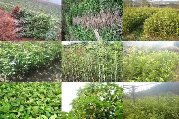 八月桂花树不开花1682988650246