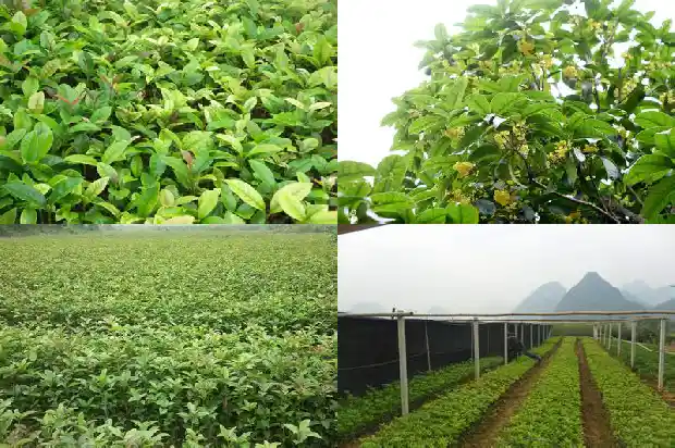 金桂花树几月开花结果1682988682612