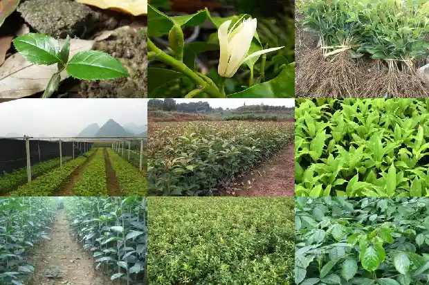 金桂花树几月开花结果1682988682660