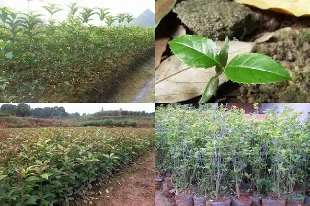 金桂花树几月开花结果1682988682708