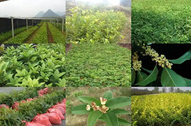 金桂花树花期1682988714849