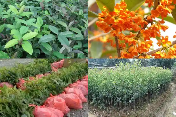 金桂花树花期1682988714945