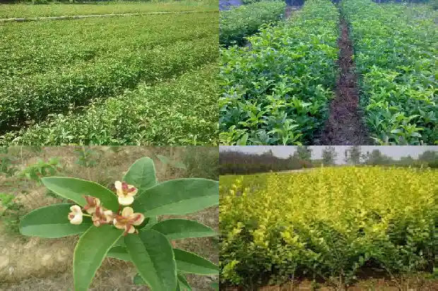 8月桂花树怎样识别生长1682988747458