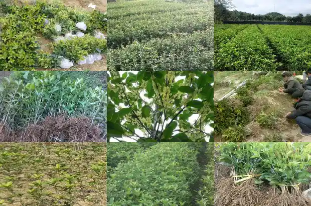 桂花树几月栽种最好1688862255345