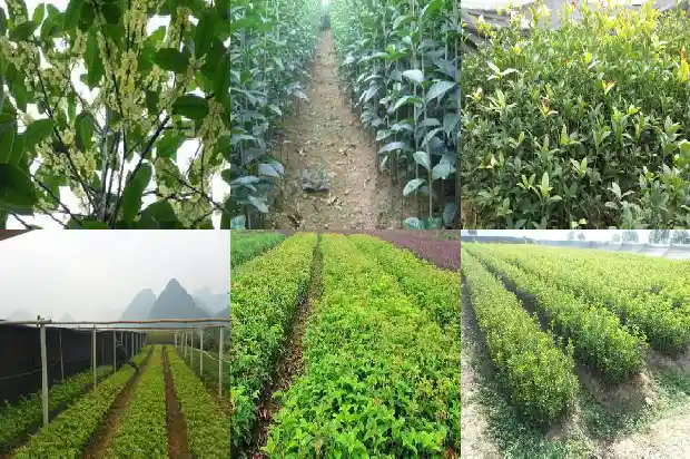 桂花树的售价是多少元1689899438477