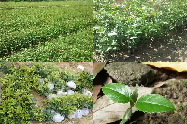 8月桂花树怎样识别生长1682988747601