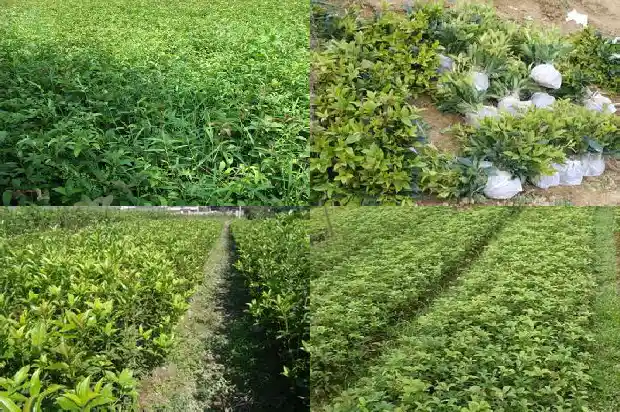 怎样辨别金桂桂花树1682988778548