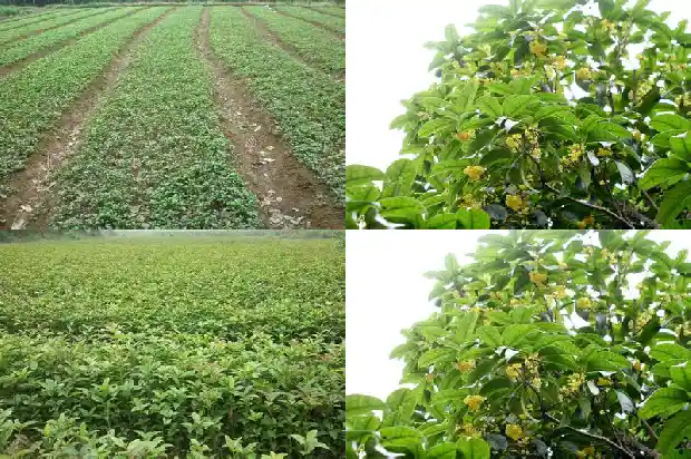 怎样辨别金桂桂花树1682988778596