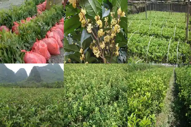 怎样辨别金桂桂花树1682988778644