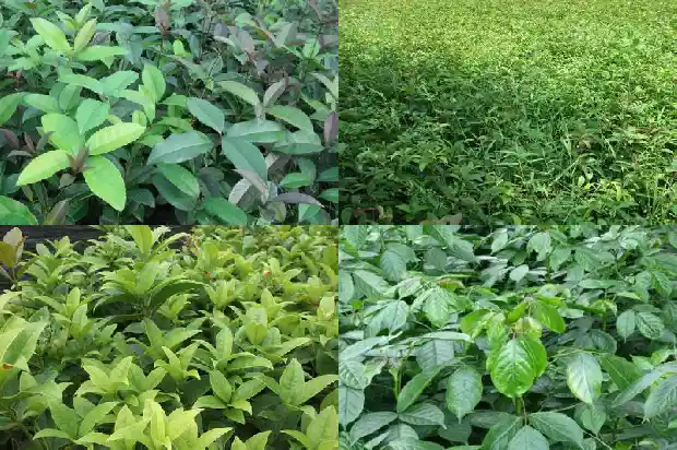 桂花树几月扦插才能活1682988816527