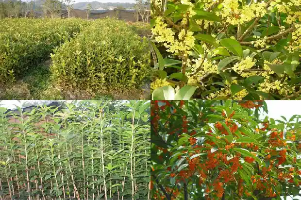 八月桂花树几月份最适合移栽1682988848985