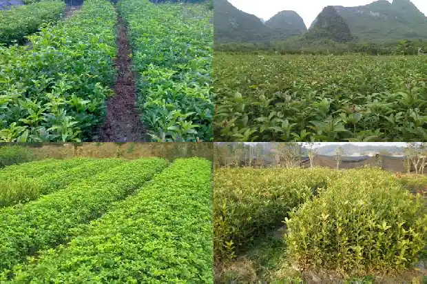 八月桂花树几月份最适合移栽1682988849033