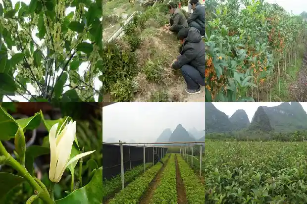 桂花可以放在卧室吗1690589964128