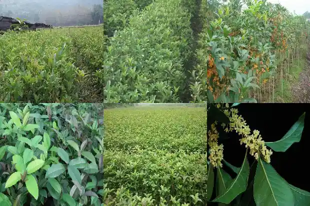 桂花树啥时候修剪枝叶1682988876789