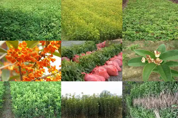 桂花树啥时候修剪枝叶1682988876837