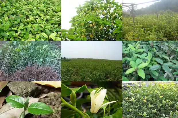 金桂花树多少钱一棵1689640031654