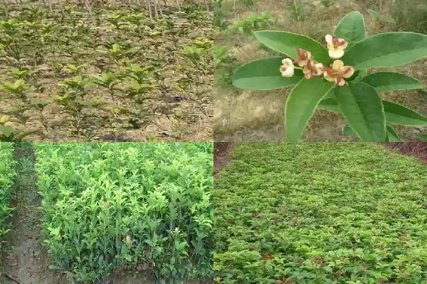 桂花树施肥离树干多远1682988907702