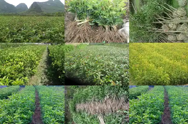 桂花树施肥离树干多远1682988907749