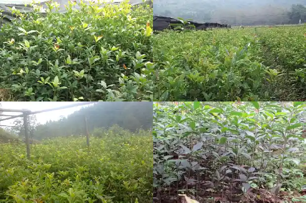 桂花树施肥离树干多远1682988907796
