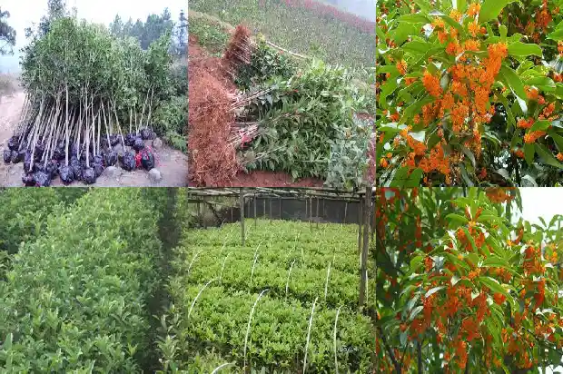 十五公分桂花树有多高啊1682988942659