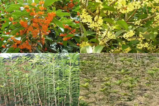 十五公分桂花树有多高啊1682988942707