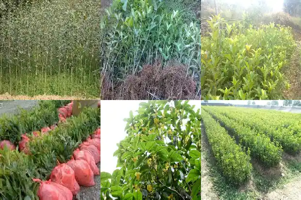 十五公分桂花树有多高啊1682988942754