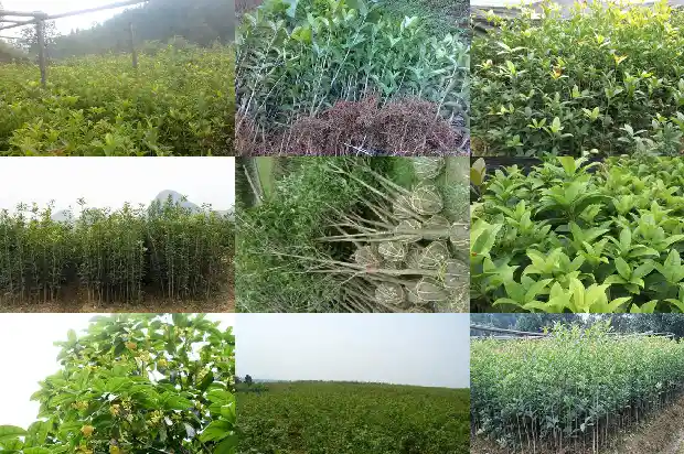 那种桂花更贵1682989037609