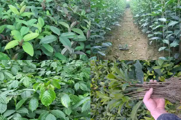 那种桂花更贵1682989037752