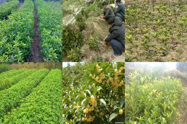 桂花木木质优缺点1682989067977