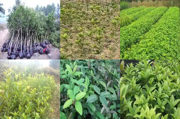 桂花木手串1682989102327