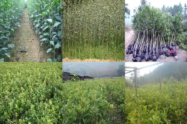 桂花树弹弓1682989130238