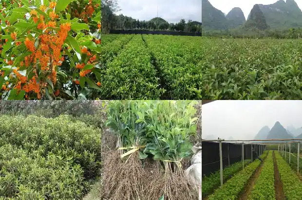 桂花树干开裂1682989156577