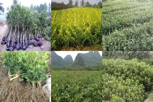 桂花树的寓意是什么意思?1690676998336