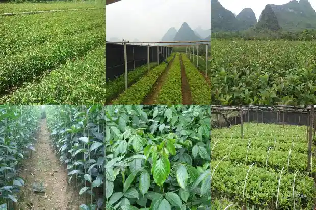 桂花北方地栽过冬1682989240373