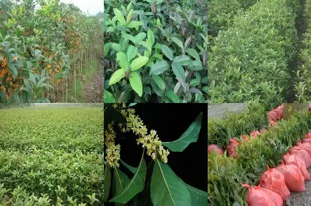 桂花北方地栽过冬1682989240514