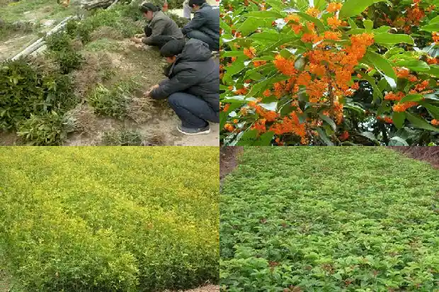 桂花一般买几年苗的最好呢1688519683935