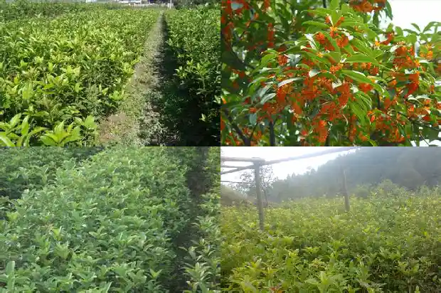 桂花树开花能开多长时间1682989277644