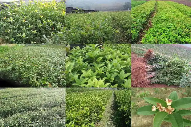 门前栽种桂花树吉利吗1690677243869