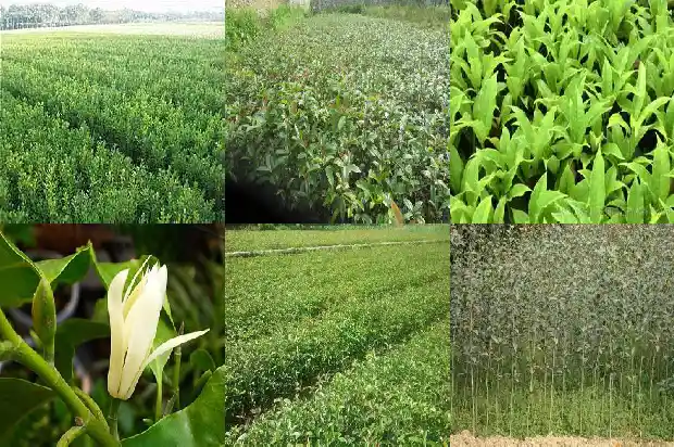 桂花树几月有花苞1682989297379