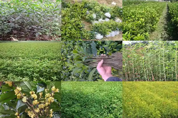 桂花树几月有花苞1682989297427