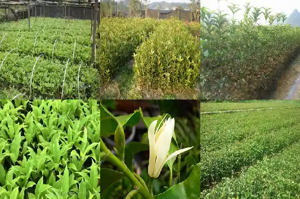 桂花树一年能开几次花呀1682989313294