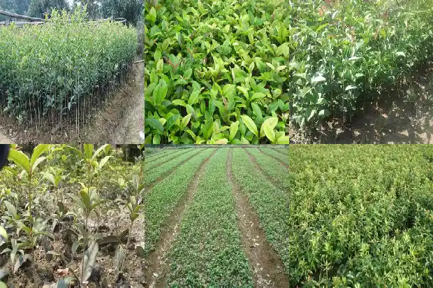桂花白茶是什么茶1689381780880