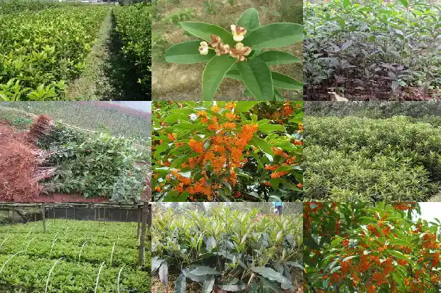 桂花树多长时间开一次花啊1682989335328