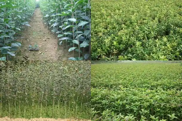 桂花树多长时间开一次花啊1682989335375